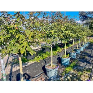 Figovník jedlý (Ficus Carica) ´ROUGE DE BORDEAUX´ - výška 200-250 cm, obvod kmeňa 16/18 cm, kont. C90L, BOHATO RODIACI EXEMPLÁR  (-18°C)